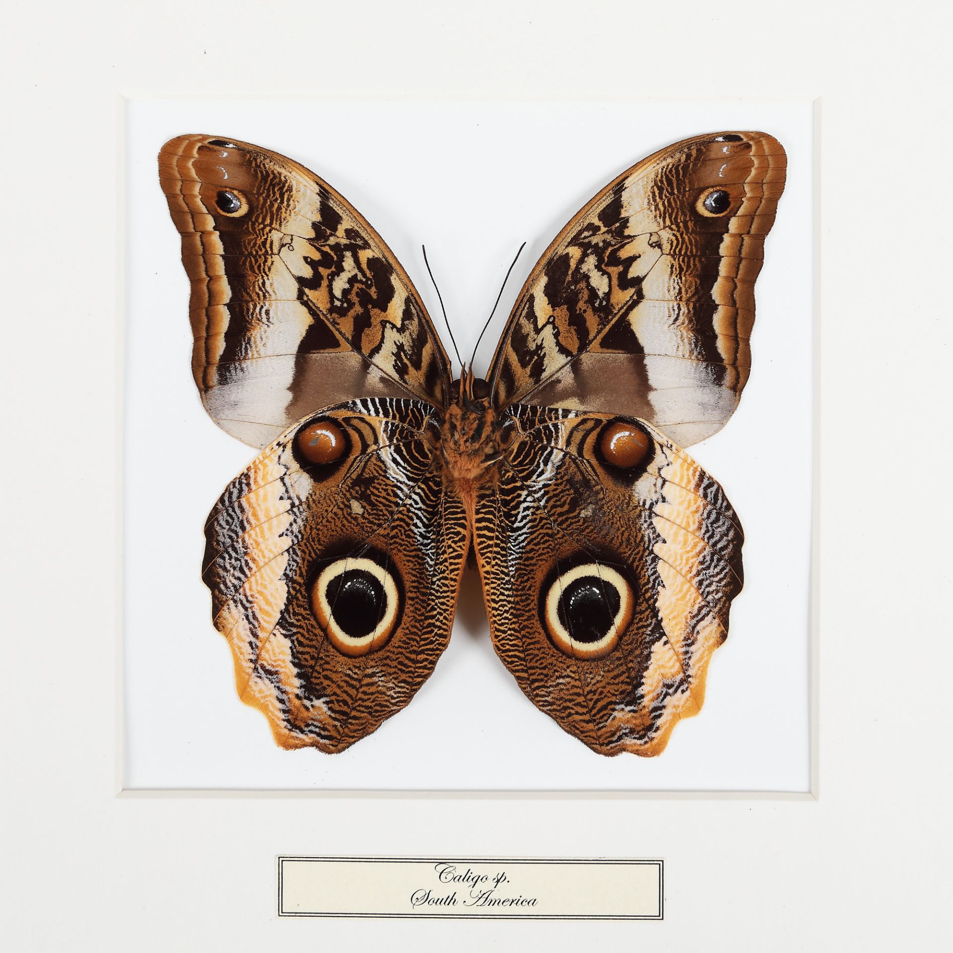 Five plates with exotic butterflies, Southeast Asia and South America - Image 6 of 6