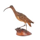 Diorama with hunting trophy, representing an ibis