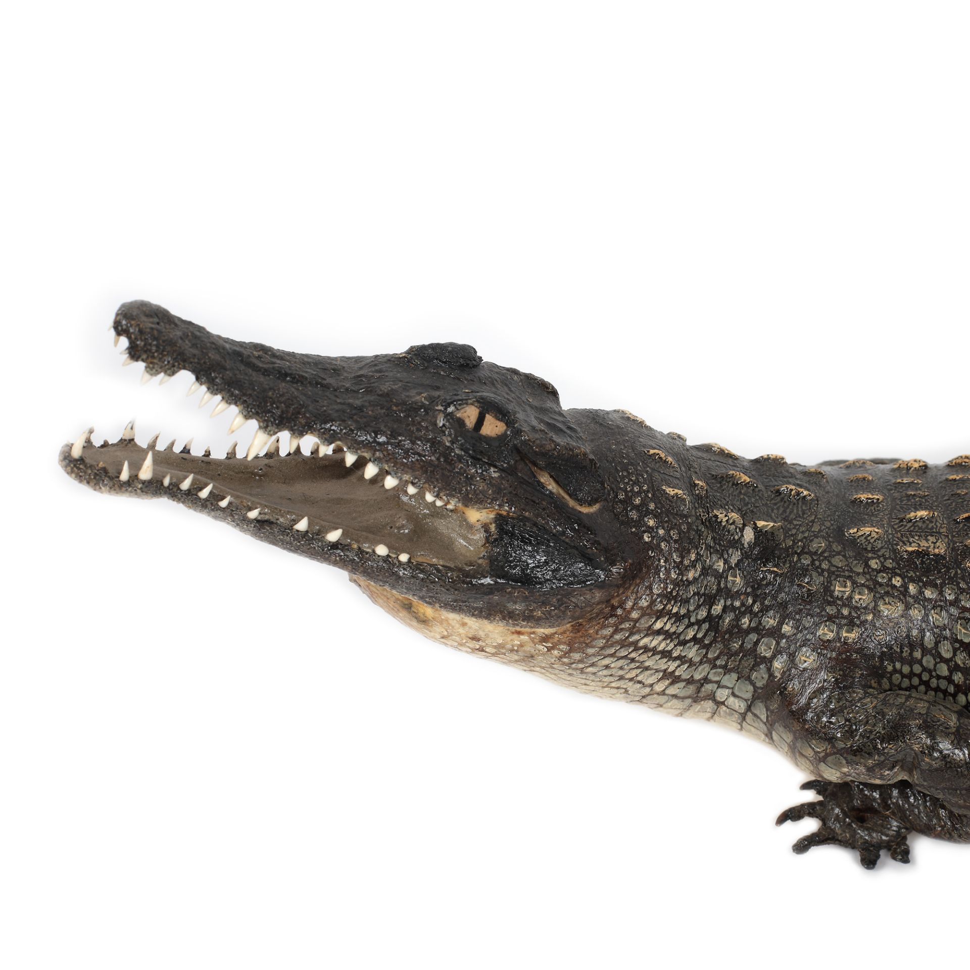 Beautiful specimen of Crocodylus Niloticus (Nile Crocodile) - Image 2 of 3