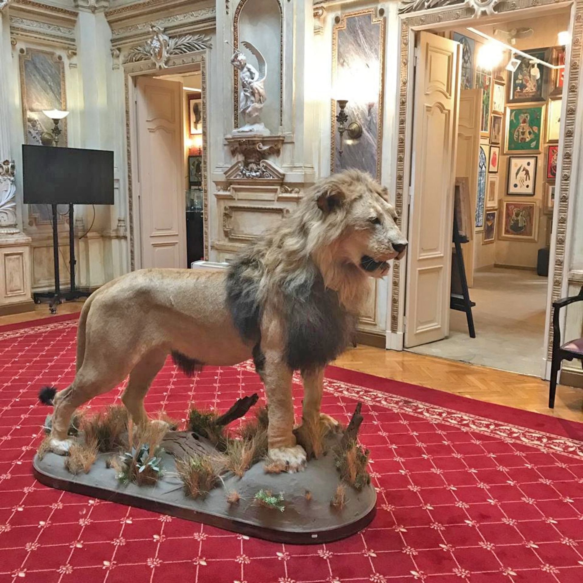 Male lion trophy, complete, with pedestal - Image 6 of 6