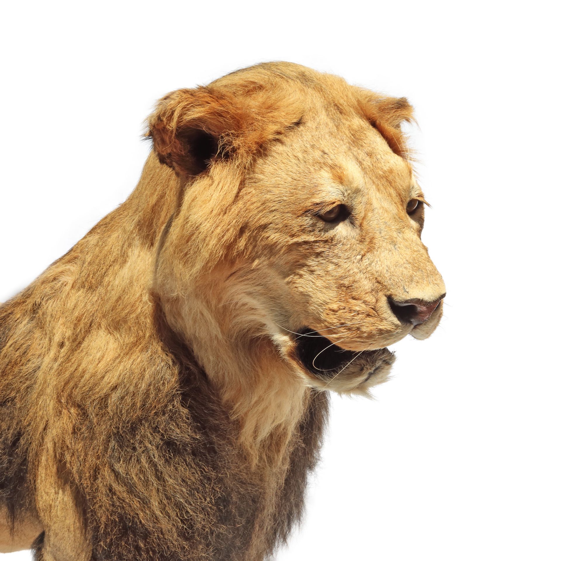 Male lion trophy, complete, with pedestal - Image 4 of 6