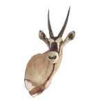 Oryx trophy - antelope with long pointed horns