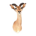Impala trophy - gazelle with long horns