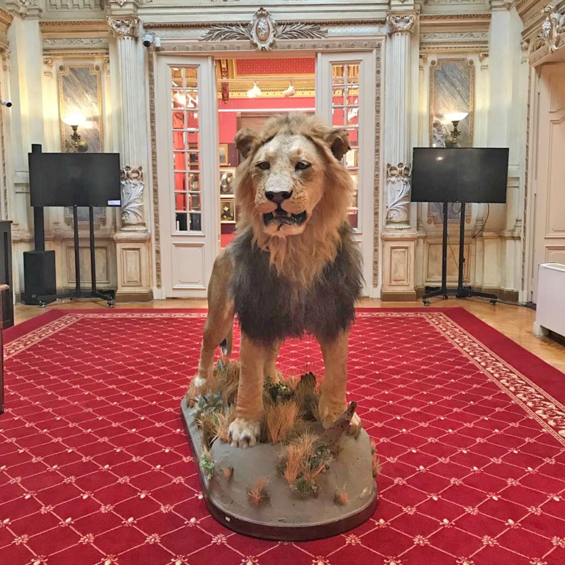 Male lion trophy, complete, with pedestal - Image 3 of 6