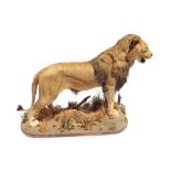 Male lion trophy, complete, with pedestal