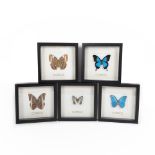 Five plates with exotic butterflies, Southeast Asia and South America