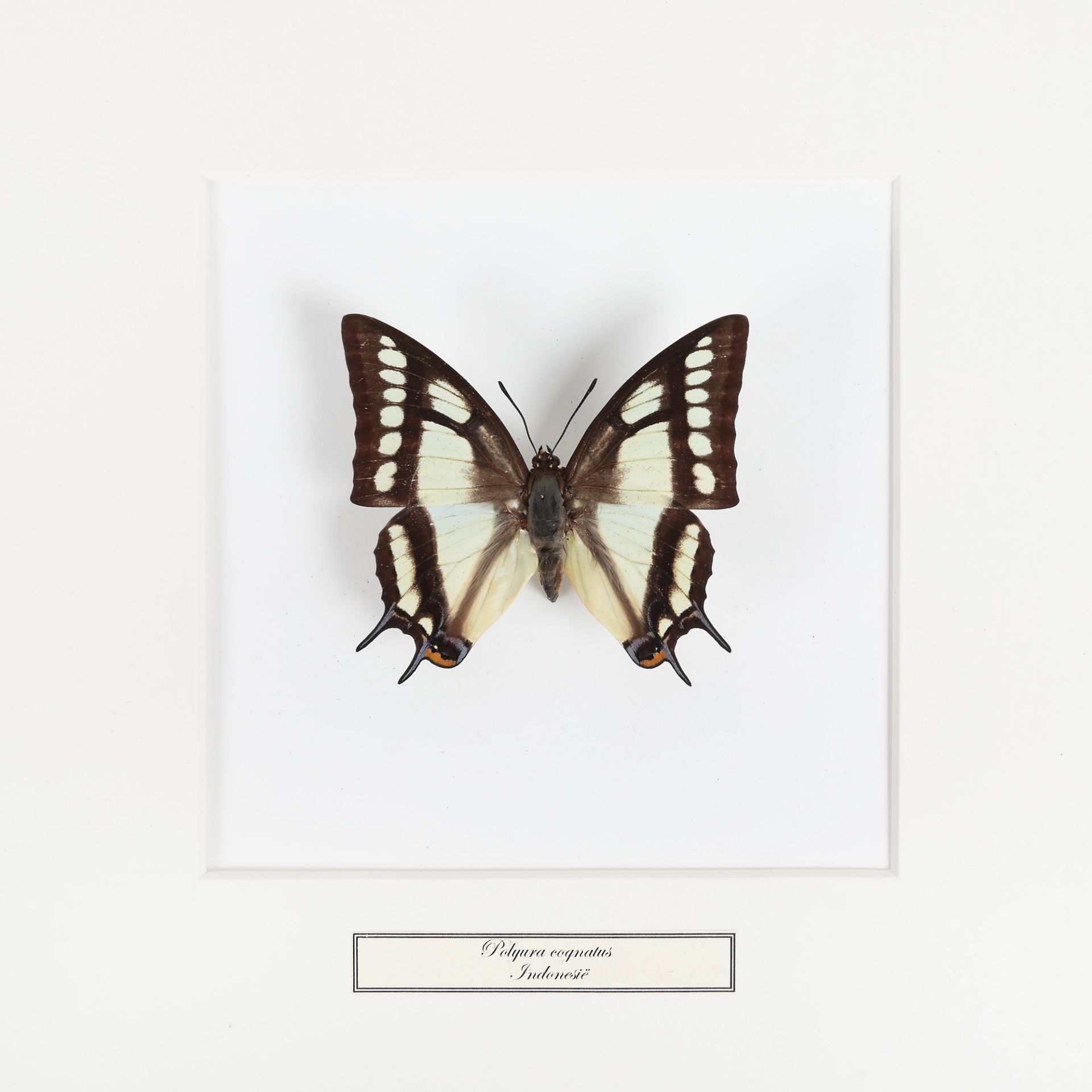 Five plates with exotic butterflies, Southeast Asia and South America - Image 4 of 6