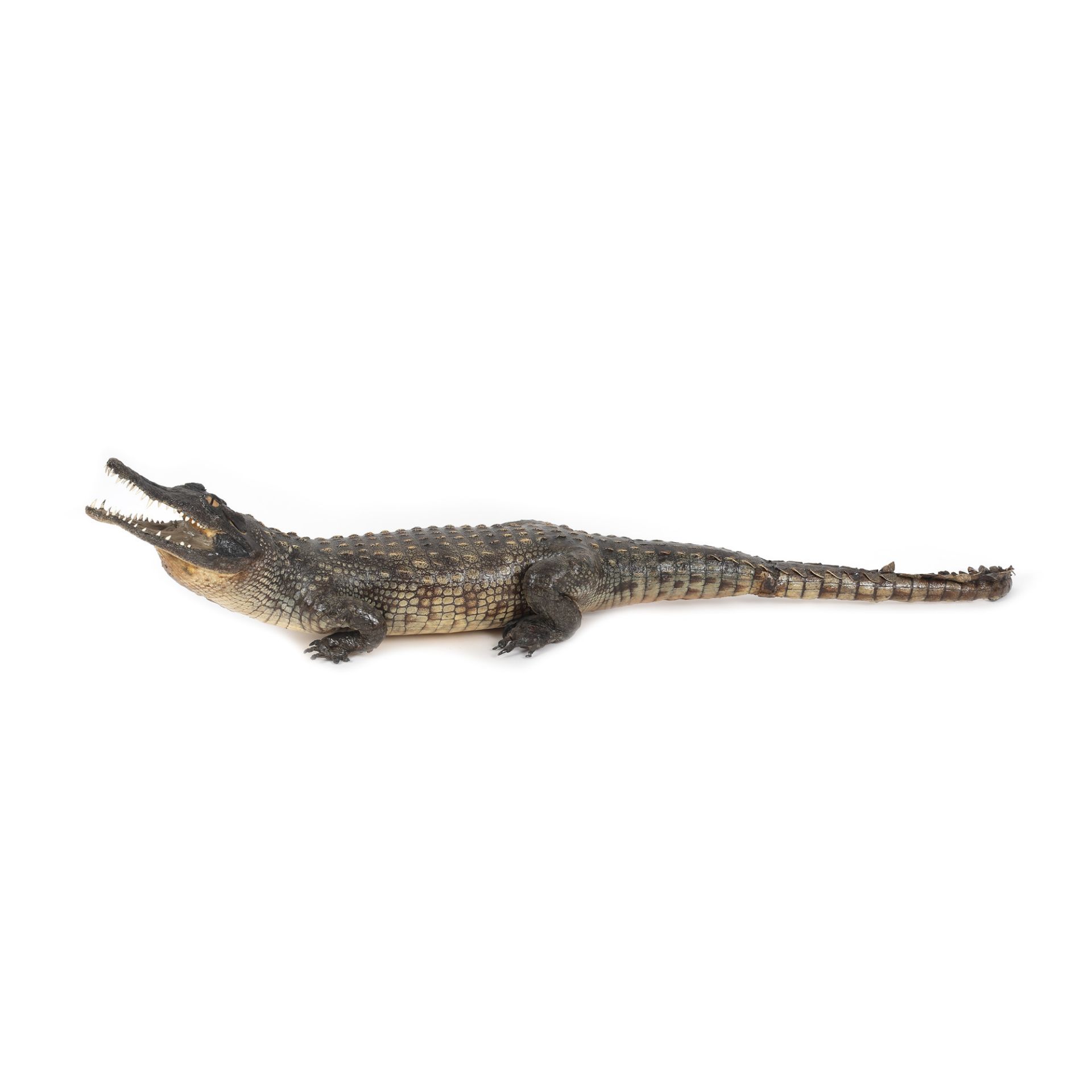 Beautiful specimen of Crocodylus Niloticus (Nile Crocodile)