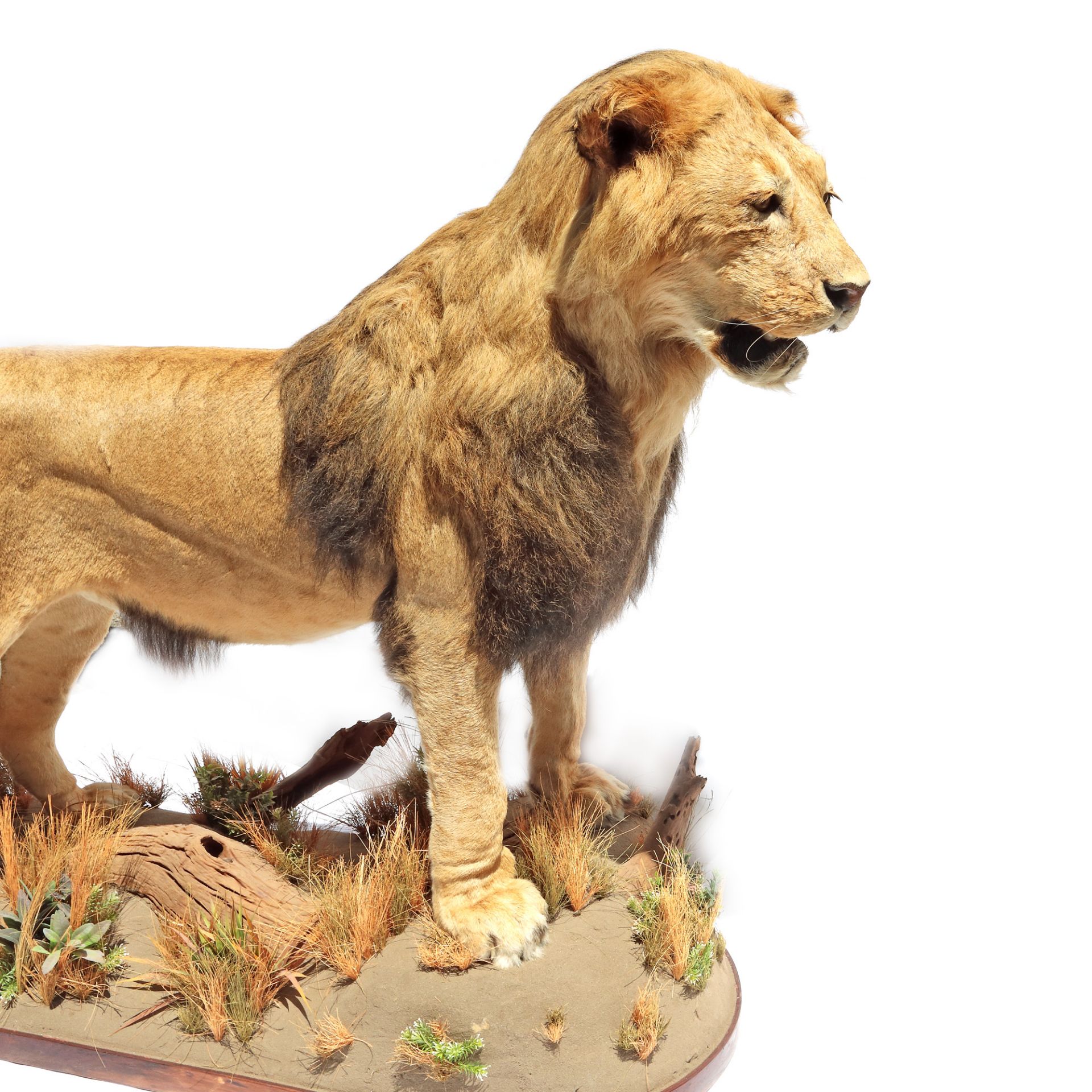 Male lion trophy, complete, with pedestal - Image 5 of 6