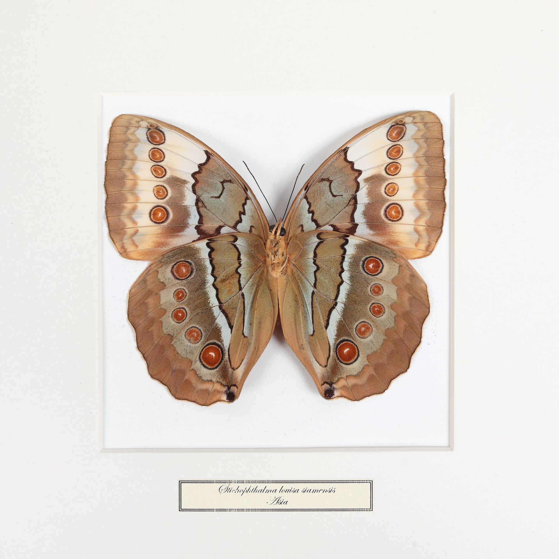 Five plates with exotic butterflies, Southeast Asia and South America - Image 3 of 6