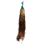 Beautiful specimen of Pavo Phasianinae (peacock)