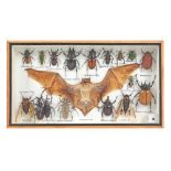 17 various insects and a bat in a box