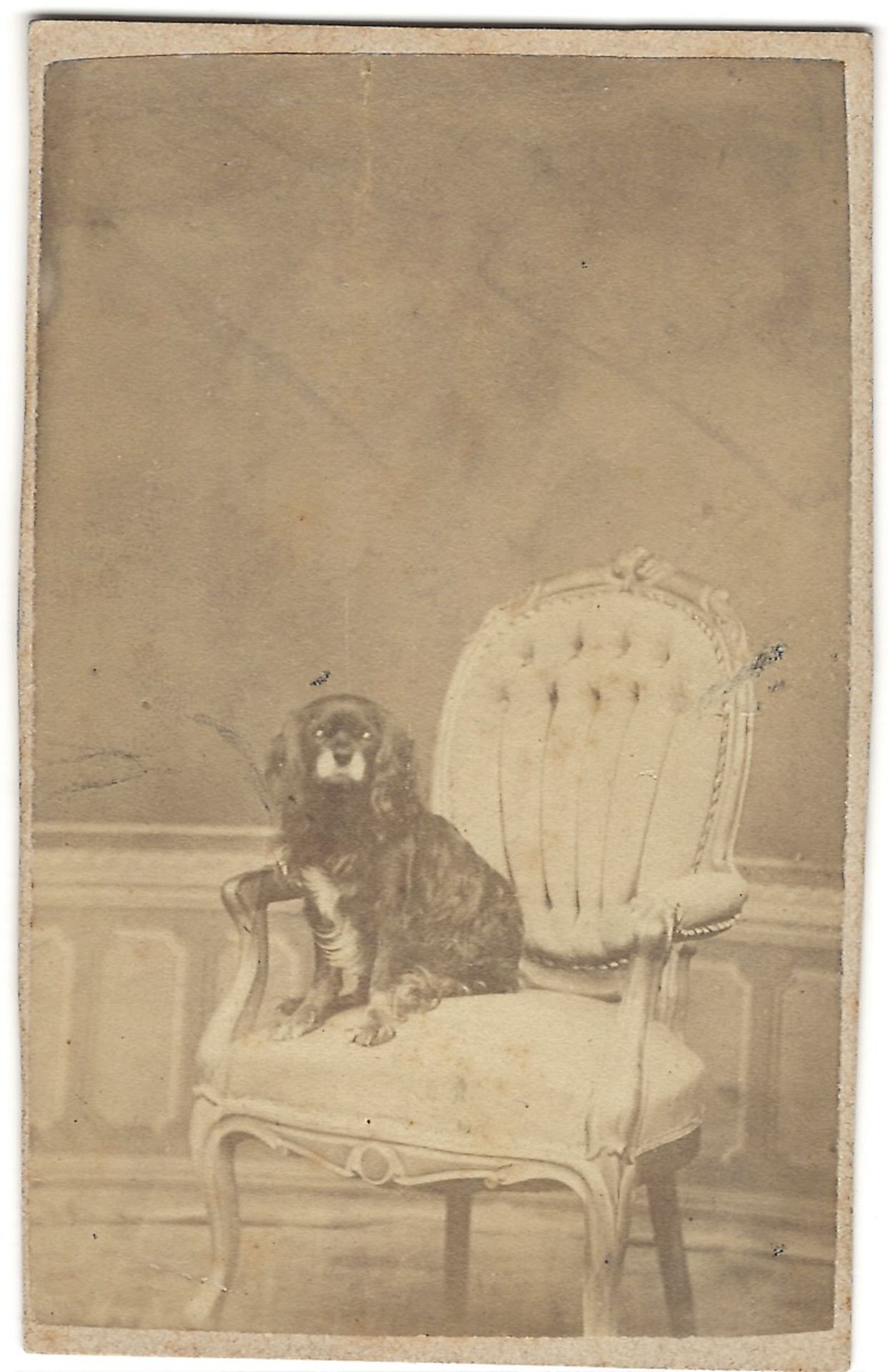 [Russian Empire]. A dog of Grand Duke Sergei Alexandrovich of Russia. Photoprint. [Late 19th century