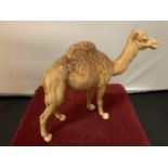 A BESWICK CAMEL (FRONT LEG A/F) WITH A BOX