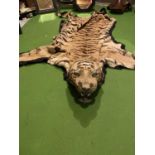A VICTORIAN FULL SIZED ADULT TIGER SKIN RUG