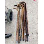 A LARGE QUANTITY OF WOODEN WALKING STICKS