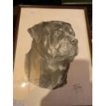 A FRAMED AND SIGNED ROTTWEILER PRINT