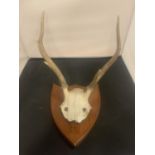 A SET OF ROE DEER ANTLERS FOR WALL DISPLAY