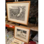 TWO BLACK AND WHITE PICTURES TO INCLUDE A HEREFORD BULL AND BORDER LEICESTER SHEEP