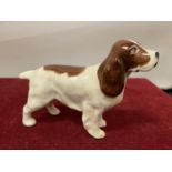 A BESWICK LIVER AND WHITE SPANIEL FIGURINE