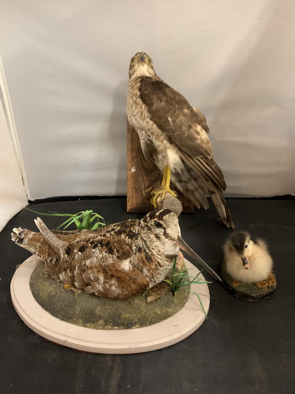 THREE EXAMPLES OF AVIAN TAXIDERMY