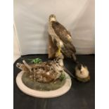 THREE EXAMPLES OF AVIAN TAXIDERMY