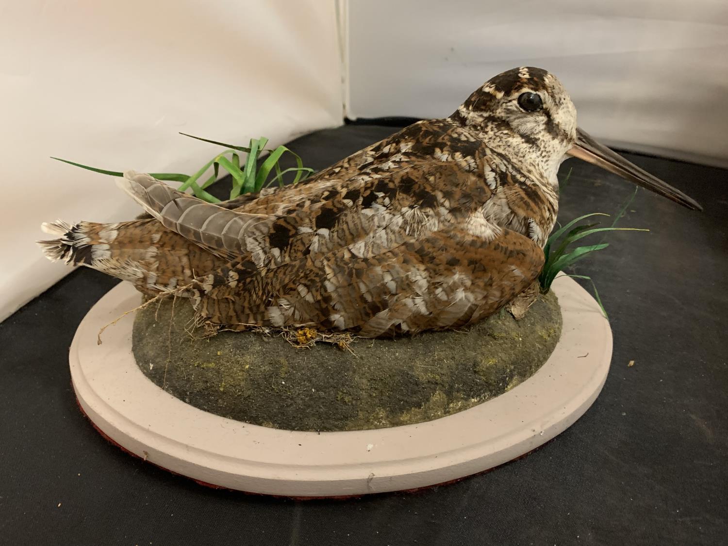 THREE EXAMPLES OF AVIAN TAXIDERMY - Image 4 of 4