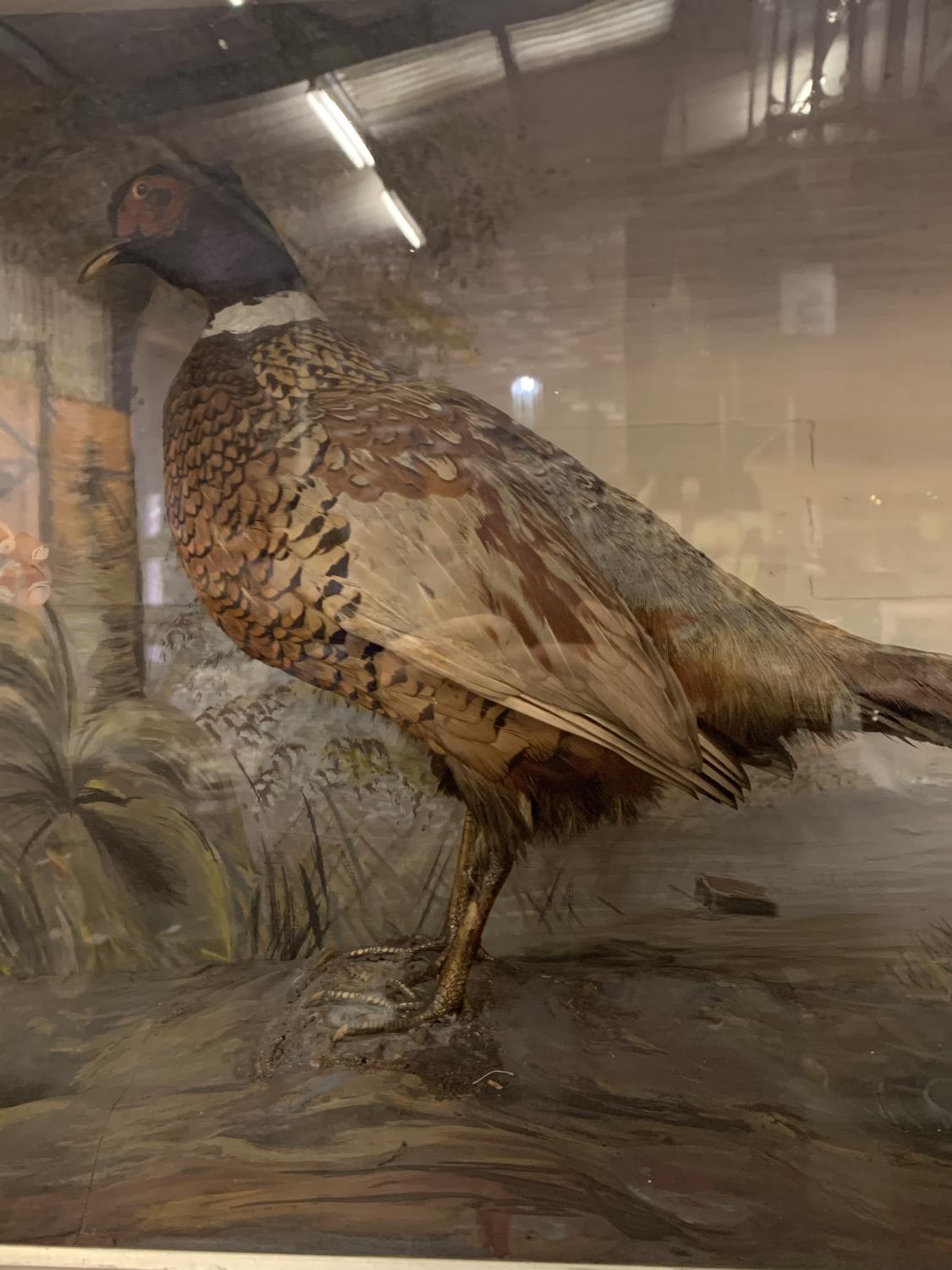 A TAXIDERMY PHEASANT IN DISPLAY CASE WITH HANDPAINTED BACKDROP SCENE (ONE GLASS SIDE PANEL MISSING) - Image 3 of 4