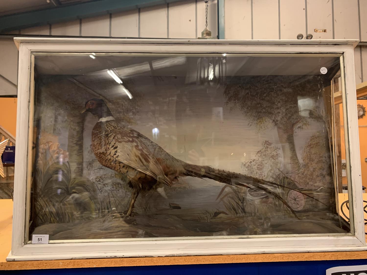 A TAXIDERMY PHEASANT IN DISPLAY CASE WITH HANDPAINTED BACKDROP SCENE (ONE GLASS SIDE PANEL MISSING)