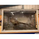 A TAXIDERMY PHEASANT IN DISPLAY CASE WITH HANDPAINTED BACKDROP SCENE (ONE GLASS SIDE PANEL MISSING)