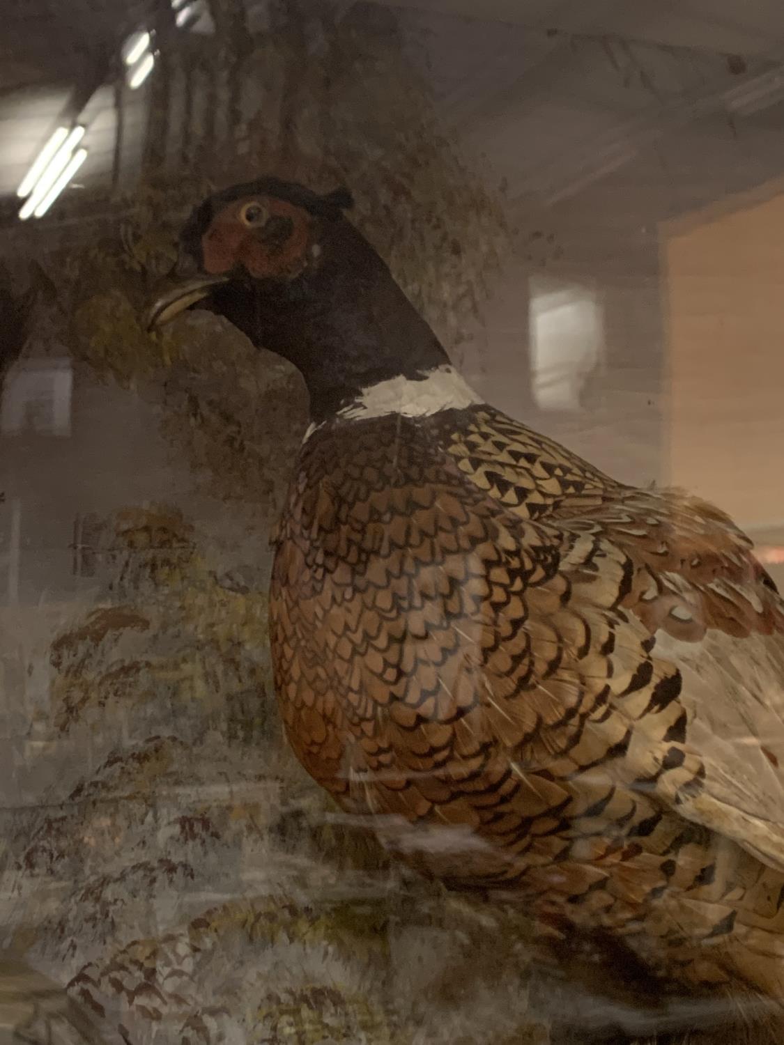 A TAXIDERMY PHEASANT IN DISPLAY CASE WITH HANDPAINTED BACKDROP SCENE (ONE GLASS SIDE PANEL MISSING) - Image 2 of 4