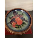 A MOORCROFT BLUE FINCHES PLATE 10 INCHES DIAMETER IN A WOODEN SURROUND