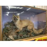 A VERY LARGE GLASS CASED FOX AND PARTRIDGE TAXIDERMY 67CM X 104CM