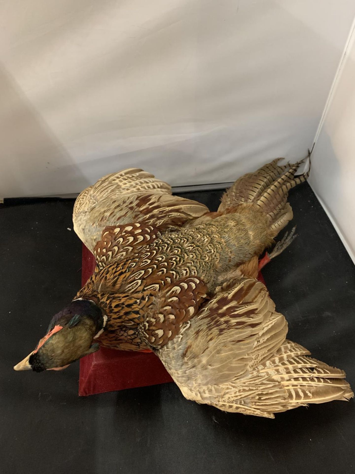 A TAXIDERMY PHEASANT IN FLIGHT - Image 2 of 3