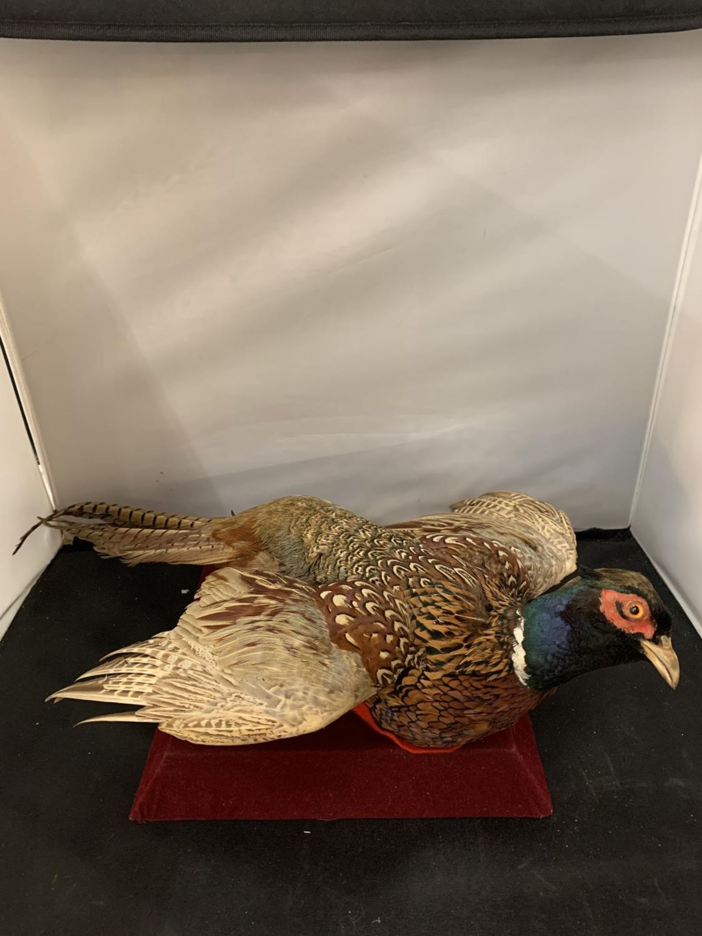 A TAXIDERMY PHEASANT IN FLIGHT