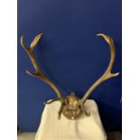 A PAIR OF ROE DEER ANTLERS ON A WOODEN PLINTH