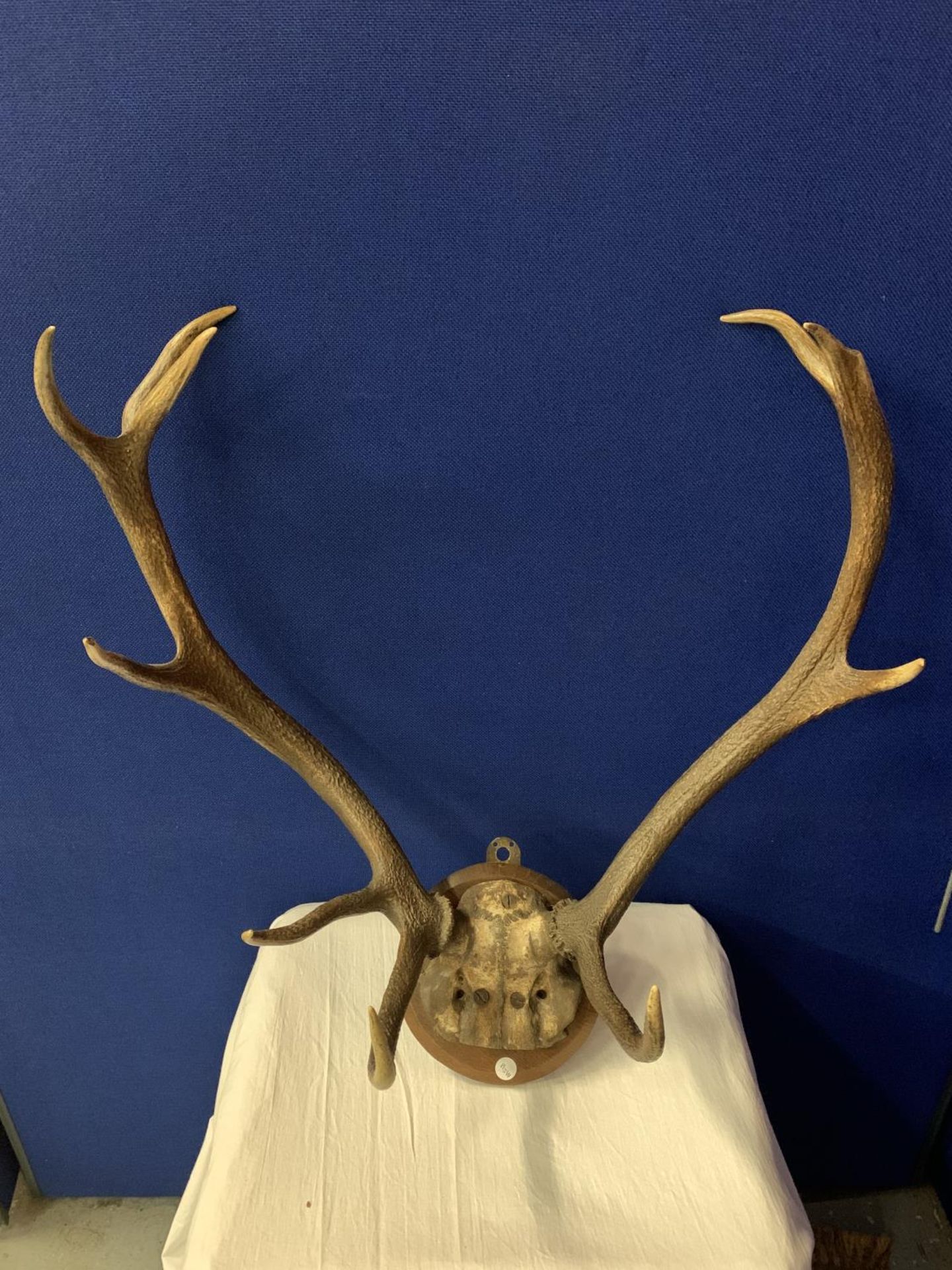 A PAIR OF ROE DEER ANTLERS ON A WOODEN PLINTH