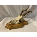A WALL MOUNTED ROE DEER SKULL AND HORNS