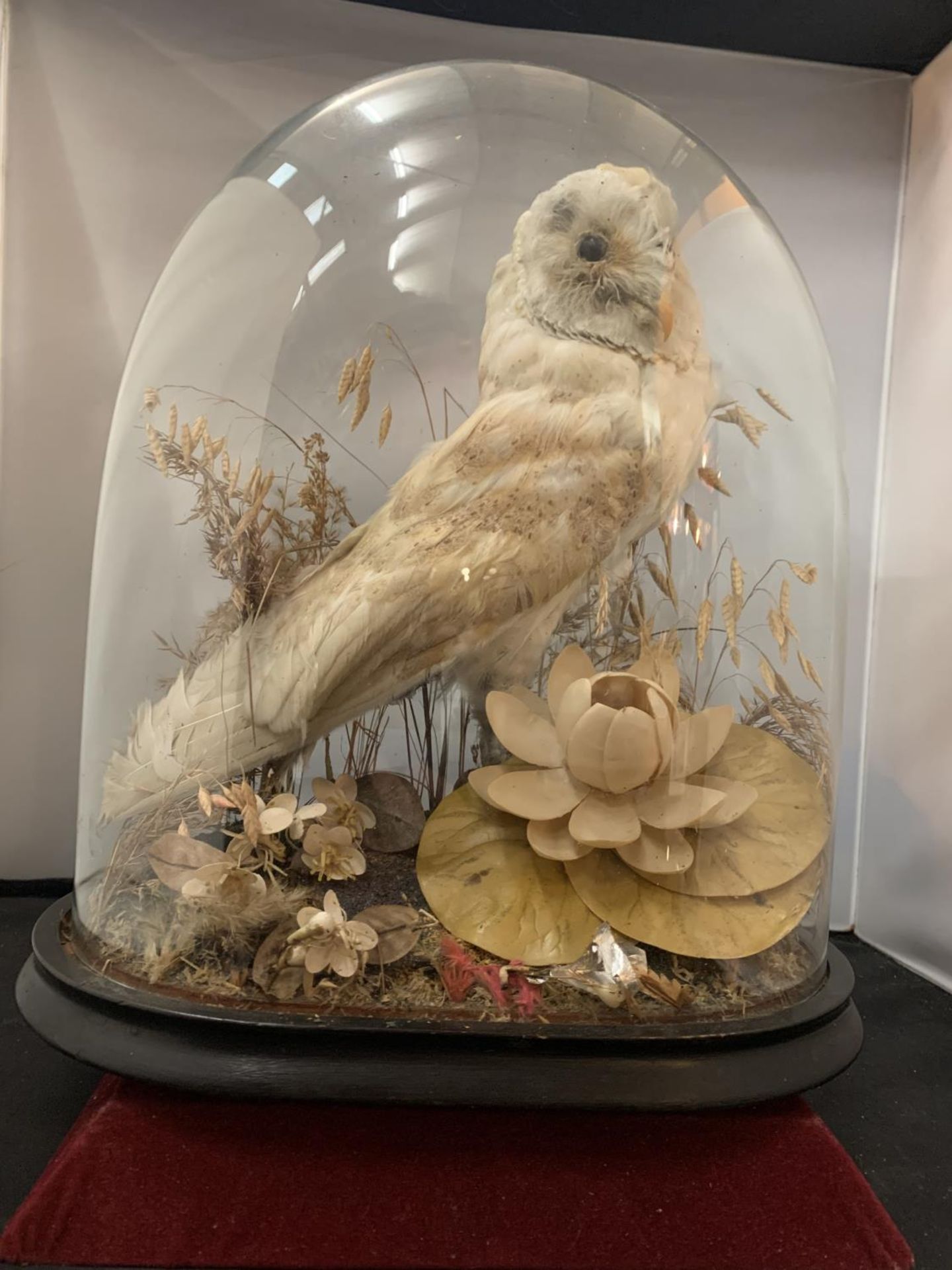 A SMALL TAXIDERMY BARN OWL DISPLAYED UNDER A GLASS DOME H: APPROX. 40CM - Image 3 of 3