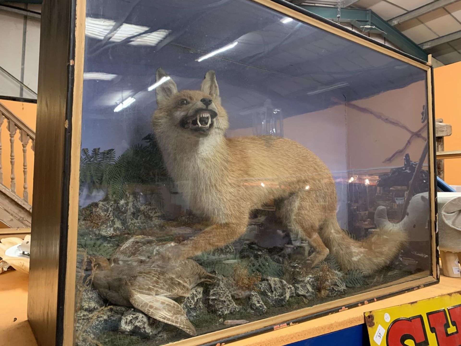 A VERY LARGE GLASS CASED FOX AND PARTRIDGE TAXIDERMY 67CM X 104CM - Image 5 of 5