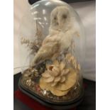 A SMALL TAXIDERMY BARN OWL DISPLAYED UNDER A GLASS DOME H: APPROX. 40CM