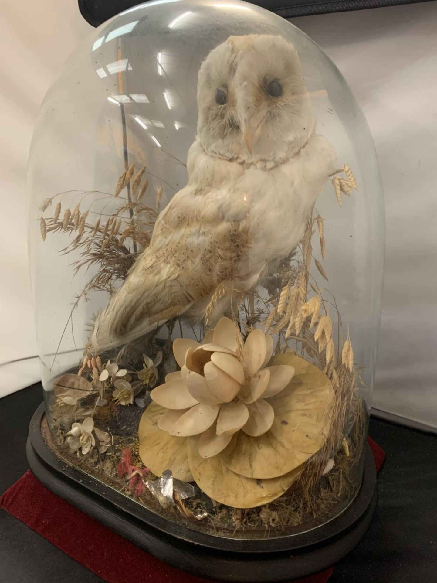 A SMALL TAXIDERMY BARN OWL DISPLAYED UNDER A GLASS DOME H: APPROX. 40CM