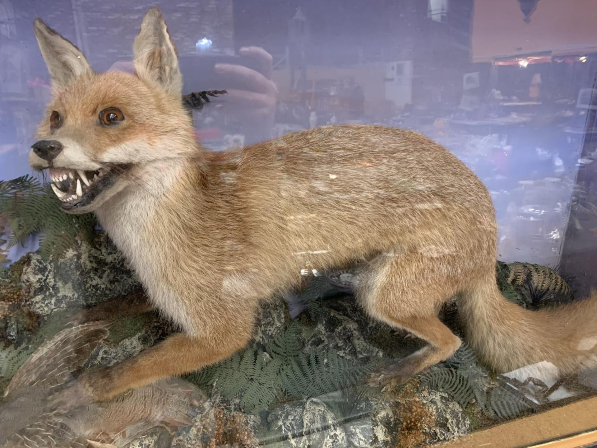 A VERY LARGE GLASS CASED FOX AND PARTRIDGE TAXIDERMY 67CM X 104CM - Image 4 of 5