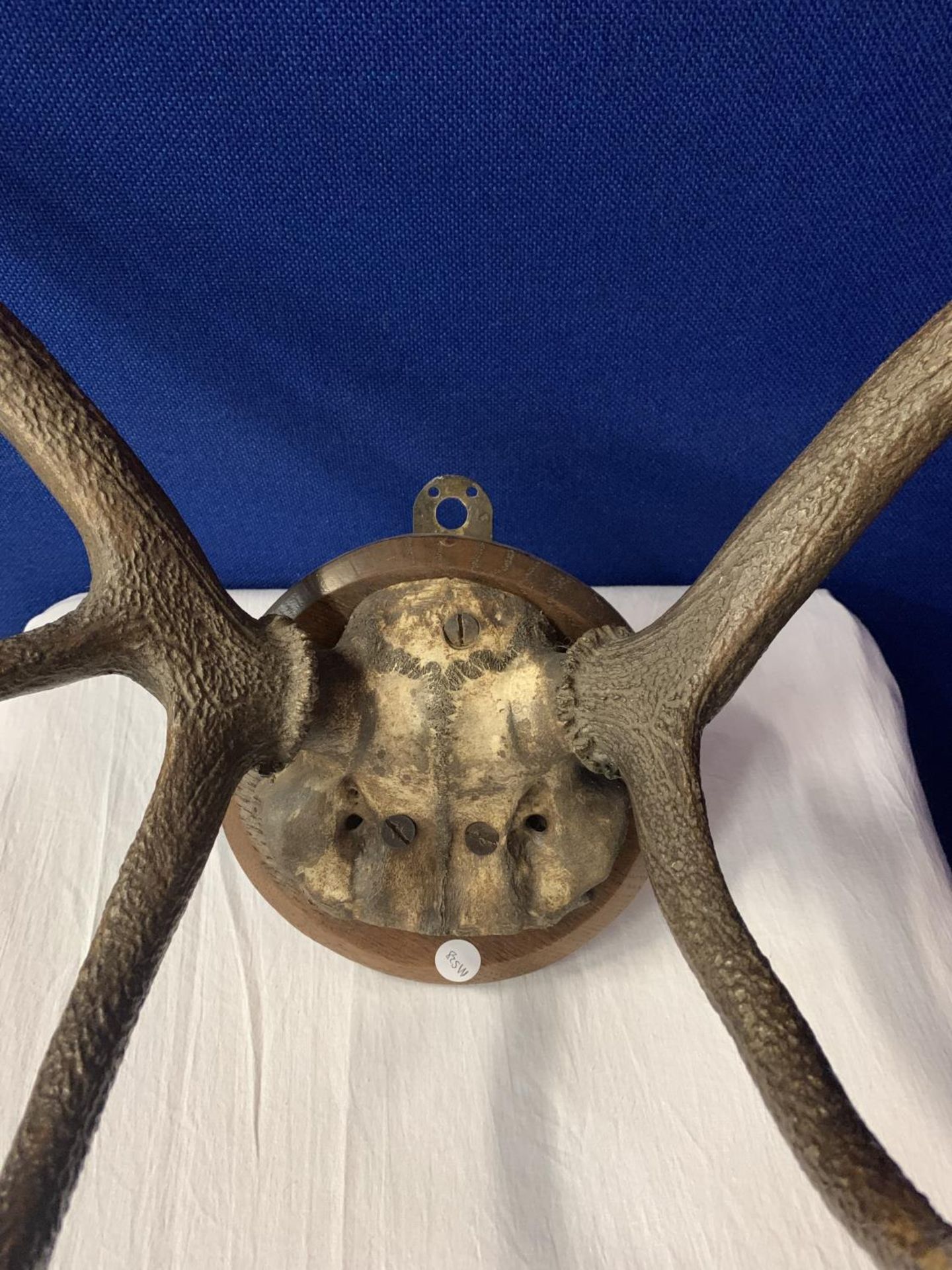 A PAIR OF ROE DEER ANTLERS ON A WOODEN PLINTH - Image 2 of 2