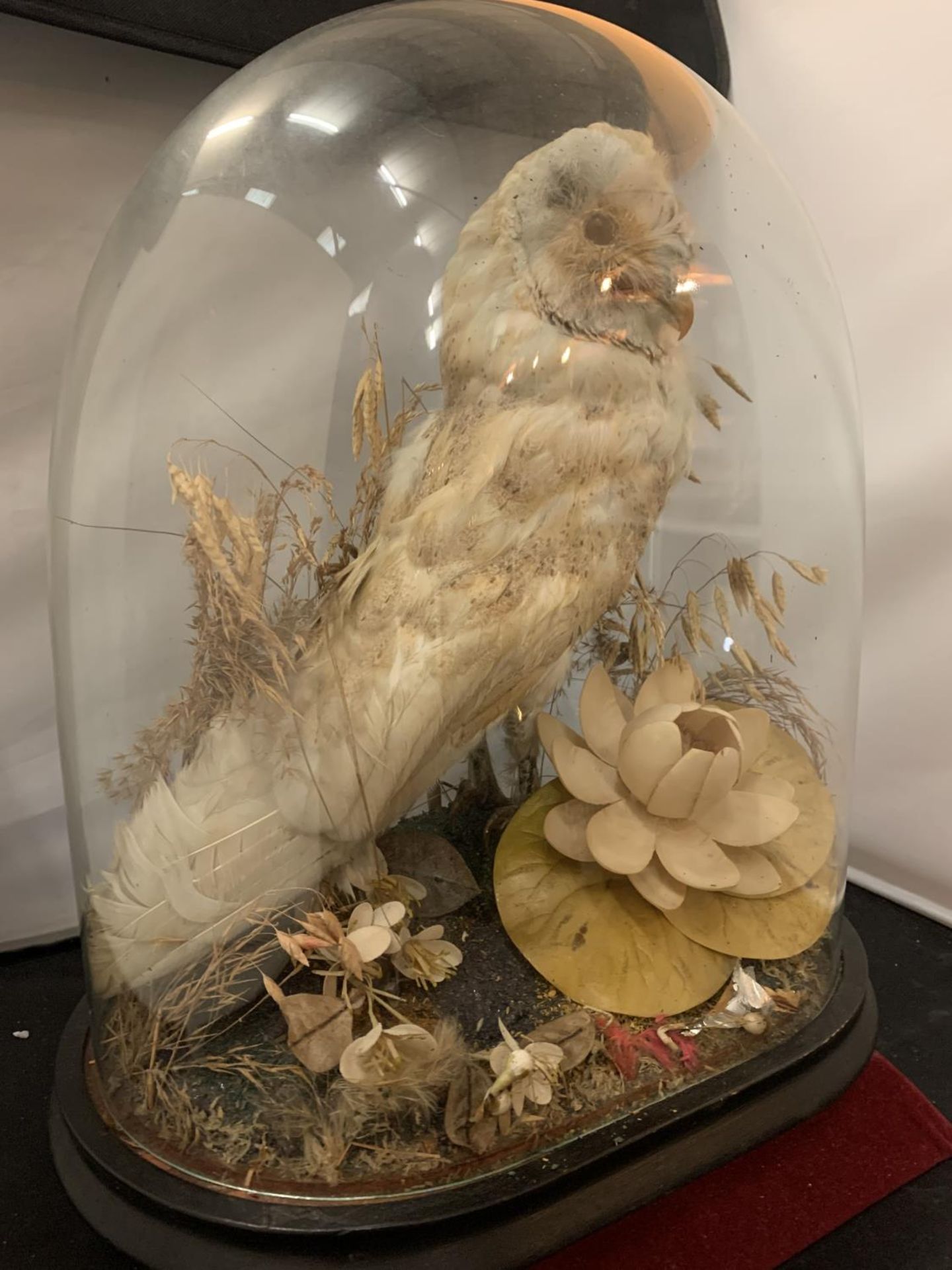 A SMALL TAXIDERMY BARN OWL DISPLAYED UNDER A GLASS DOME H: APPROX. 40CM - Image 2 of 3