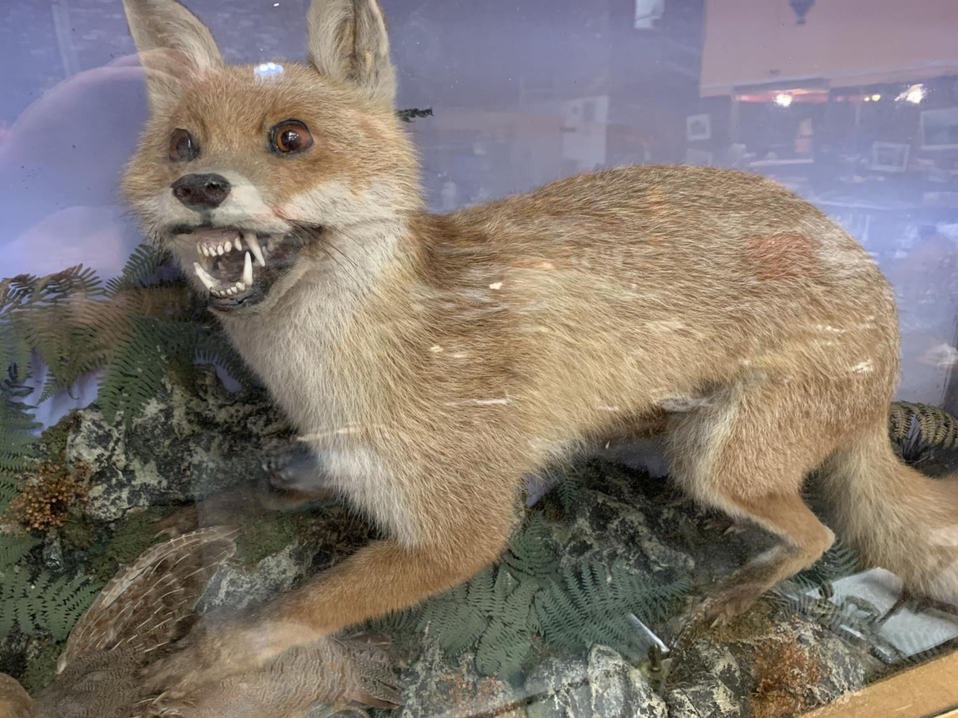 A VERY LARGE GLASS CASED FOX AND PARTRIDGE TAXIDERMY 67CM X 104CM - Image 3 of 5