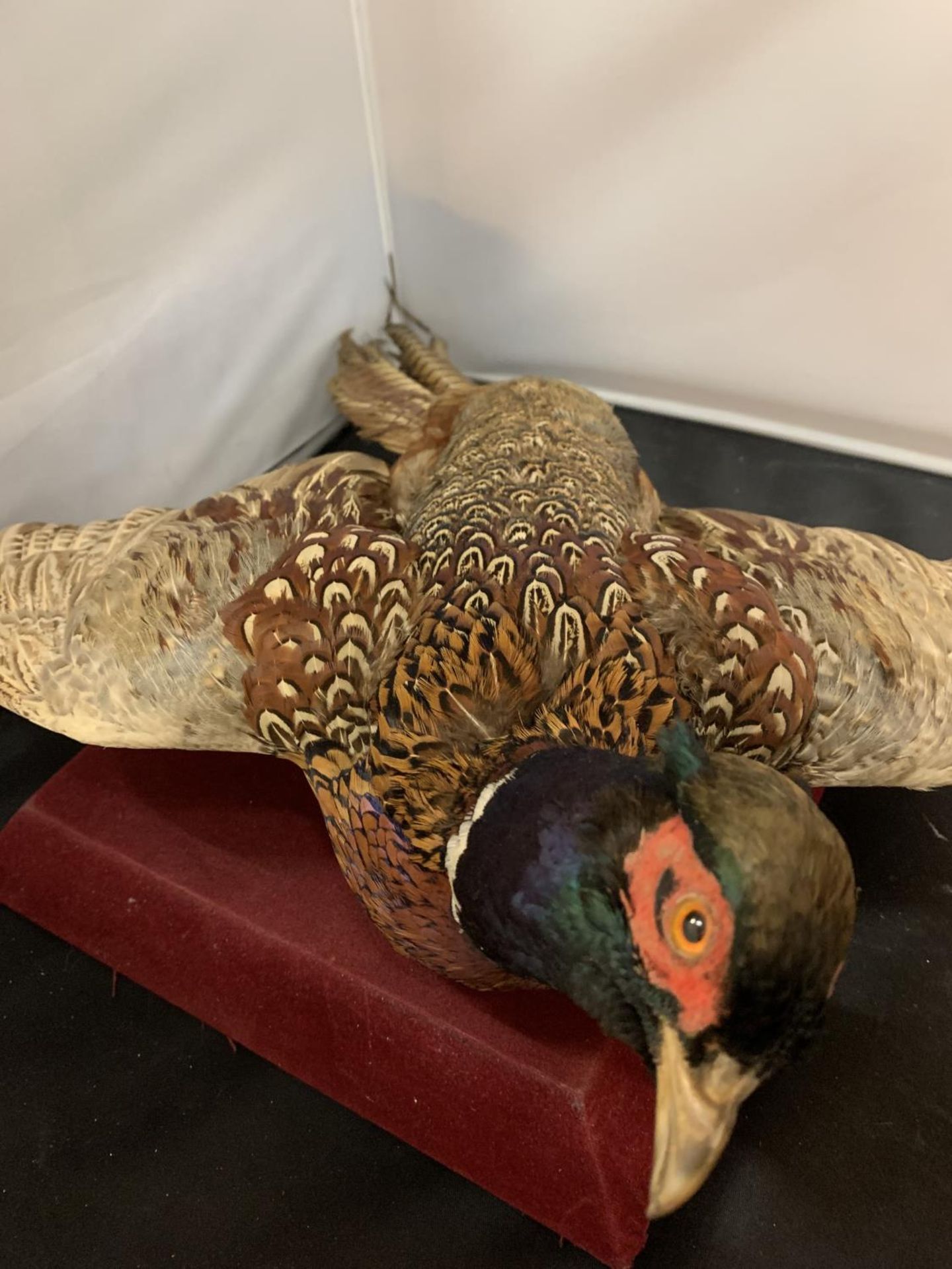 A TAXIDERMY PHEASANT IN FLIGHT - Image 3 of 3