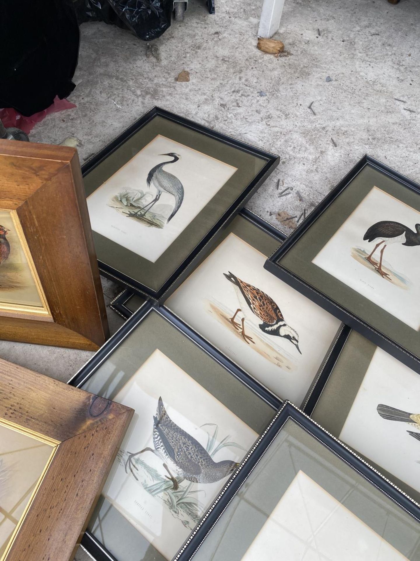A COLLECTION OF FRAMED PRINTS OF BIRDS - Image 4 of 4
