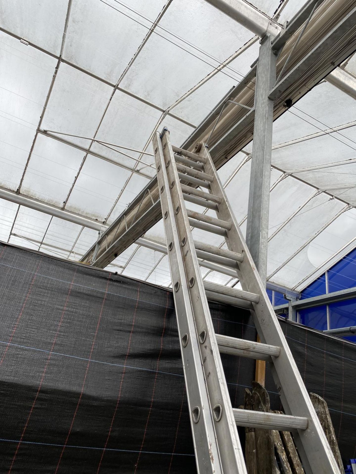 A TWO SECTION 160 RUNG EXTENDABLE LADDER - Image 4 of 4