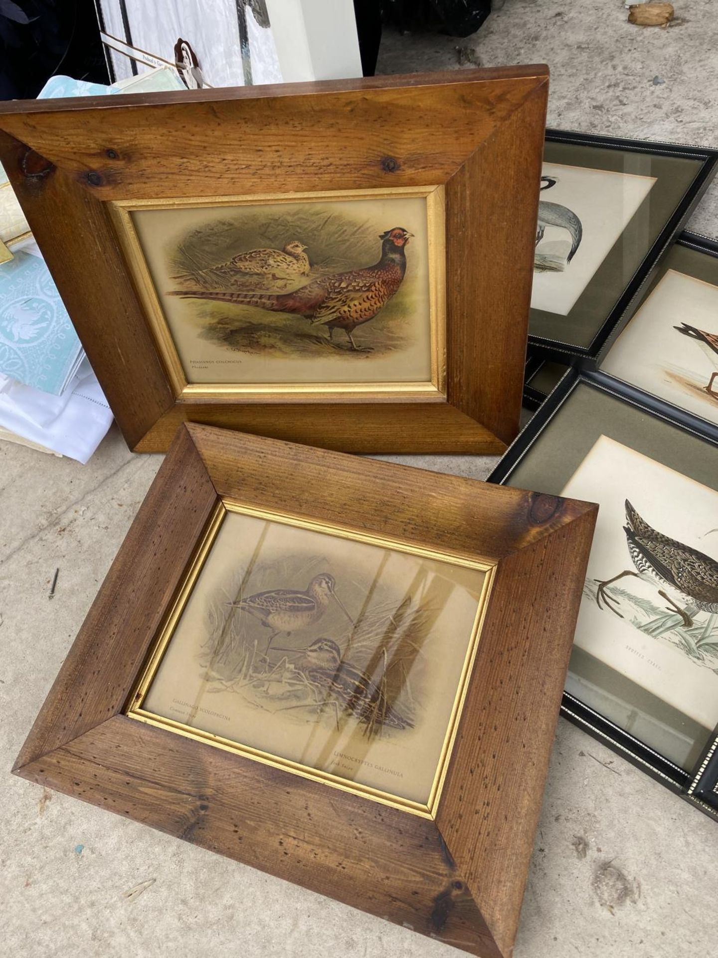 A COLLECTION OF FRAMED PRINTS OF BIRDS - Image 3 of 4